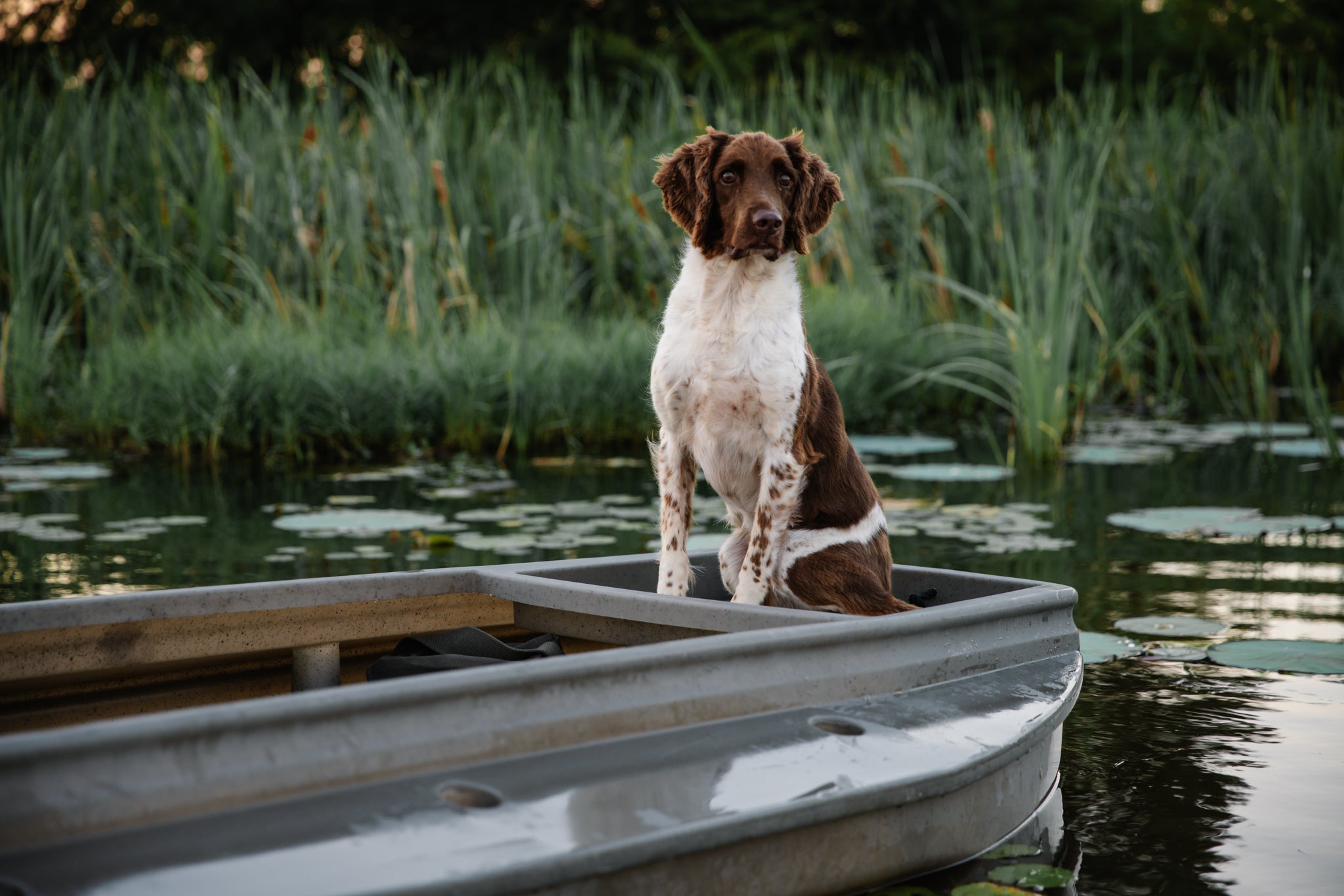 About – Water Feather